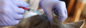 Veterinário faz vacinação de gatinhos em injeção clínica e injeção para animais em