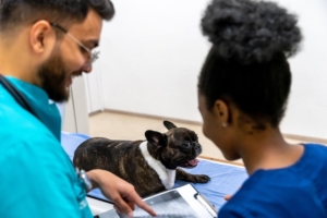 Colegas na clínica veterinária a trabalhar nos resultados da ressonância magnética e a parecerem envolvidos