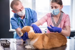 Equipe veterinária dando vacina ao cão corgi