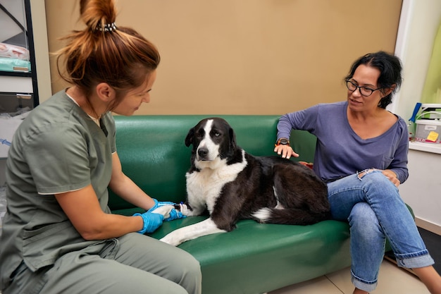 O futuro de Medicina Veterinária / Serviços para Pets: o que esperar