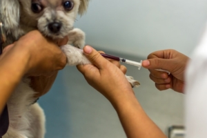 Raça mista de cães com cor bege Shih-Tzu, Pomerânia e Caniche vacinados contra