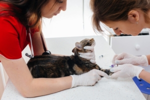 Em uma clínica veterinária moderna, um gato puro-sangue é examinado e tratado na mesa. Clínica veterinária.