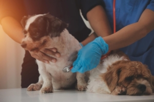 Em uma clínica veterinária moderna, um cachorrinho de Panshi Tzu senta-se em uma mesa de exame, enquanto uma veterinária avalia a saúde de um cachorro saudável sendo examinado por um veterinário profissional.