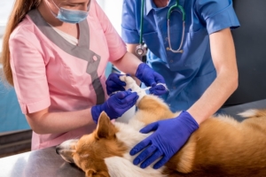 Equipe de veterinários faz curativos na pata de um cachorro corgi doente