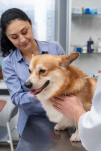 Veterinário cuidando de cachorro de estimação