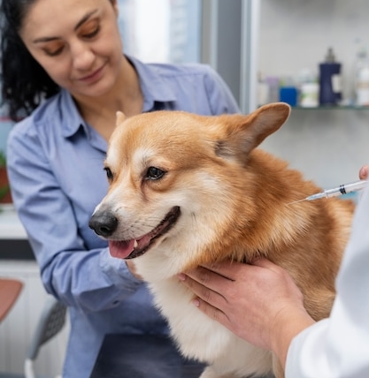 Medicina Veterinária / Serviços para Pets: dicas essenciais para crescer