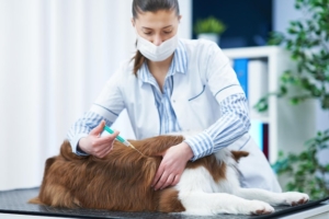 Cão marrom border collie durante visita ao veterinário Foto de alta qualidade