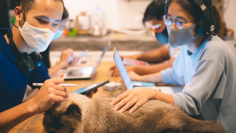 Os erros mais comuns ao escolher medicina veterinária / serviços para pets