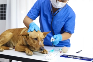 Cão na mesa de exame da clínica veterinária Cuidados veterinários Médico veterinário e cão