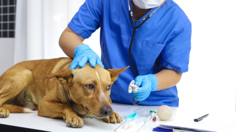 Guia completo de bem-estar pet: tudo o que você precisa saber