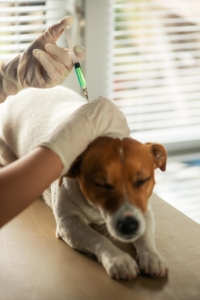 Cachorro injetando vacina pelo médico veterinário