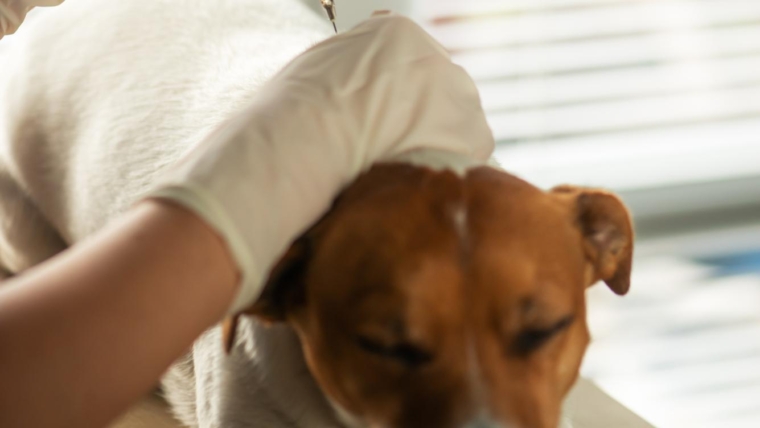 O futuro de Medicina Veterinária / Serviços para Pets: o que esperar