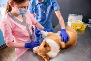 Equipe de veterinários faz curativos na pata de um cachorro corgi doente