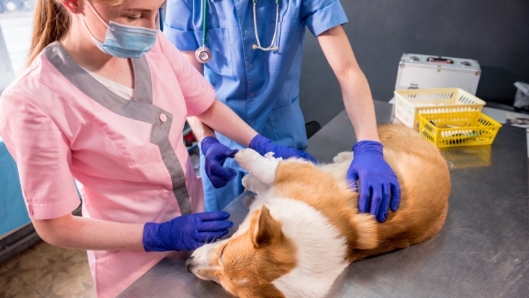 Veterinário em domicílio: a solução prática e sem estresse para a saúde do seu pet em Curitiba