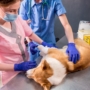 Veterinário em domicílio: a solução prática e sem estresse para a saúde do seu pet em Curitiba