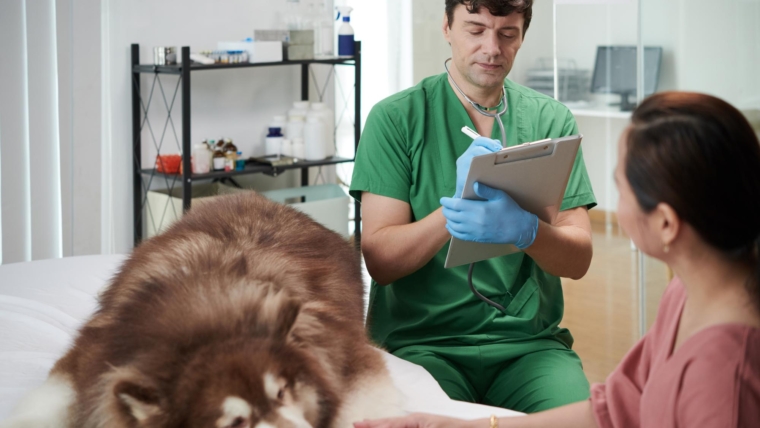 Os benefícios do atendimento veterinário domiciliar: por que escolher a consulta em casa em Curitiba