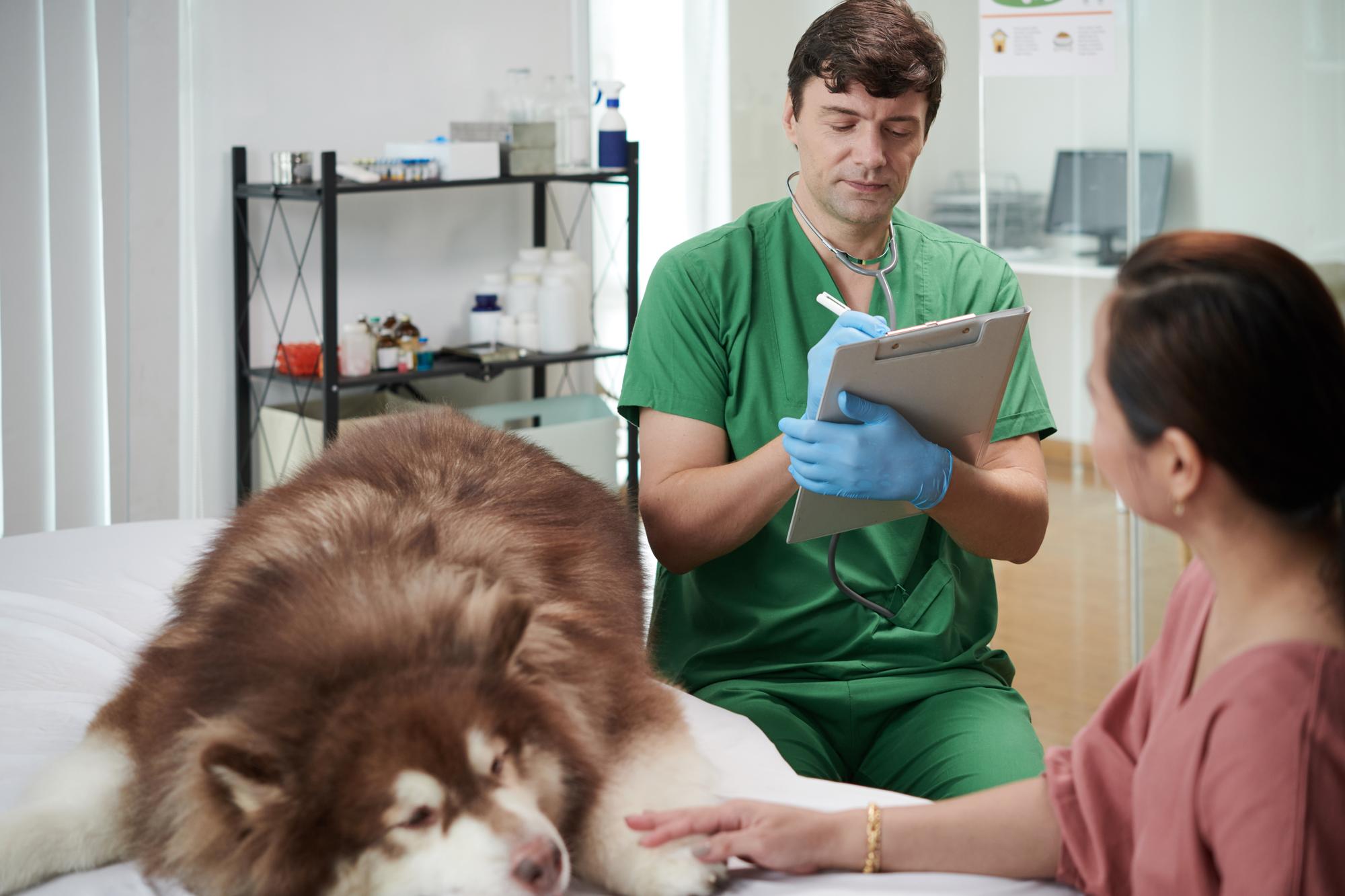 Os benefícios do atendimento veterinário domiciliar: por que escolher a consulta em casa em Curitiba