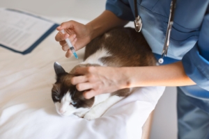 Médico veterinário fornecendo medicação injetando gato com medicação na clínica