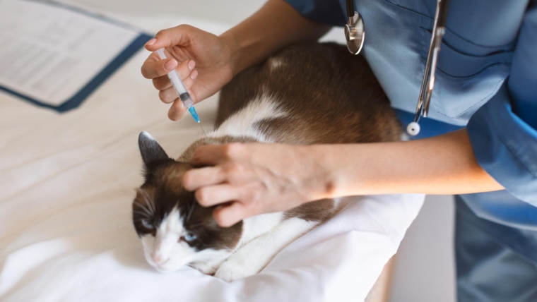 Os benefícios do atendimento veterinário em domicílio para o bem-estar do seu pet em Curitiba